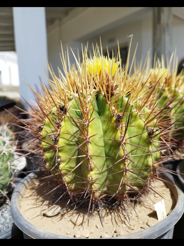 Ferocactus reppenhagenii 