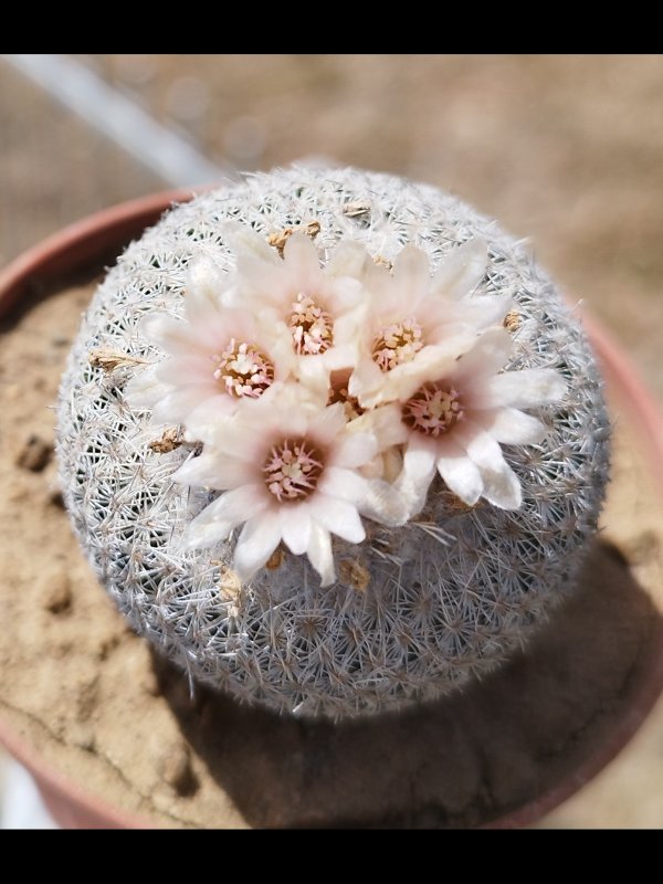 Epithelantha micromeris ssp. greggii 