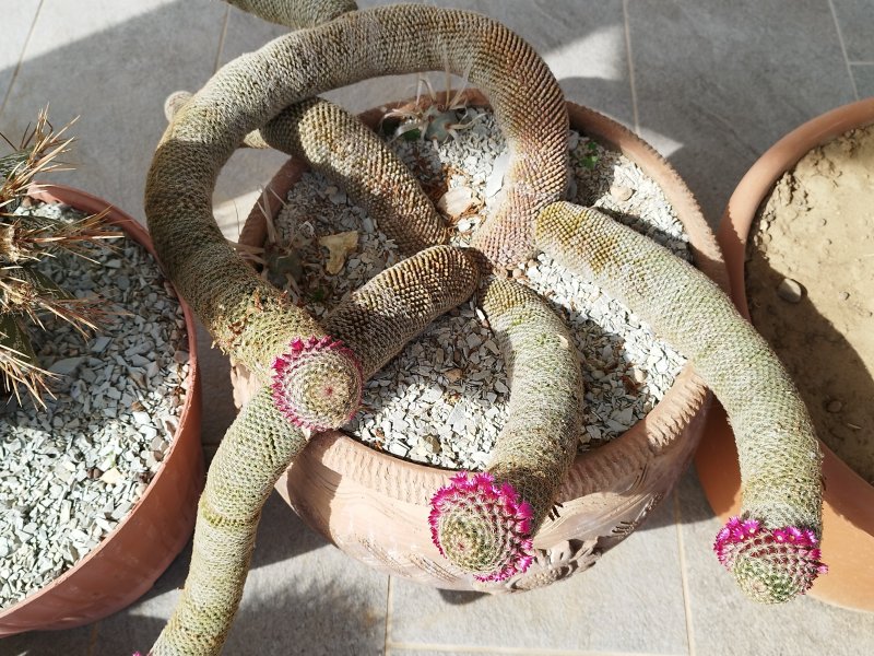 Mammillaria matudae v. serpentiformis 