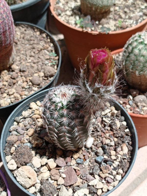 Echinocereus  fitchii ssp. armatus 