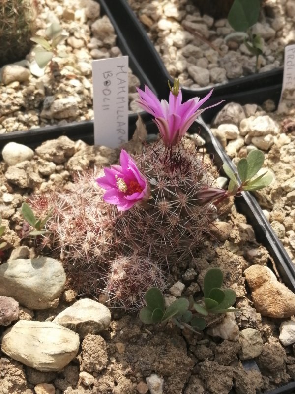 Mammillaria boolii 