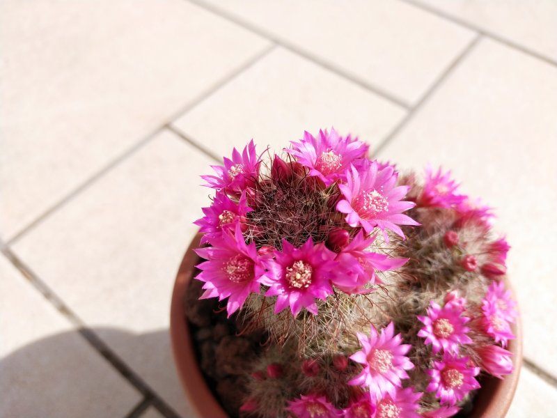 Mammillaria zeilmanniana 