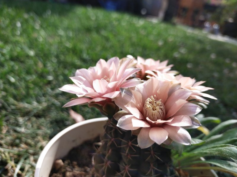 Gymnocalycium baldianum 