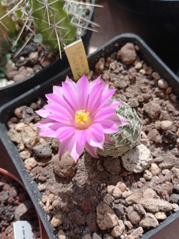 echinocereus  pulchellus v. amoenus ssp. vetustus