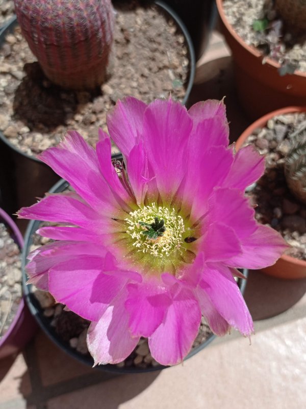 Echinocereus fitchii ssp. armatus 