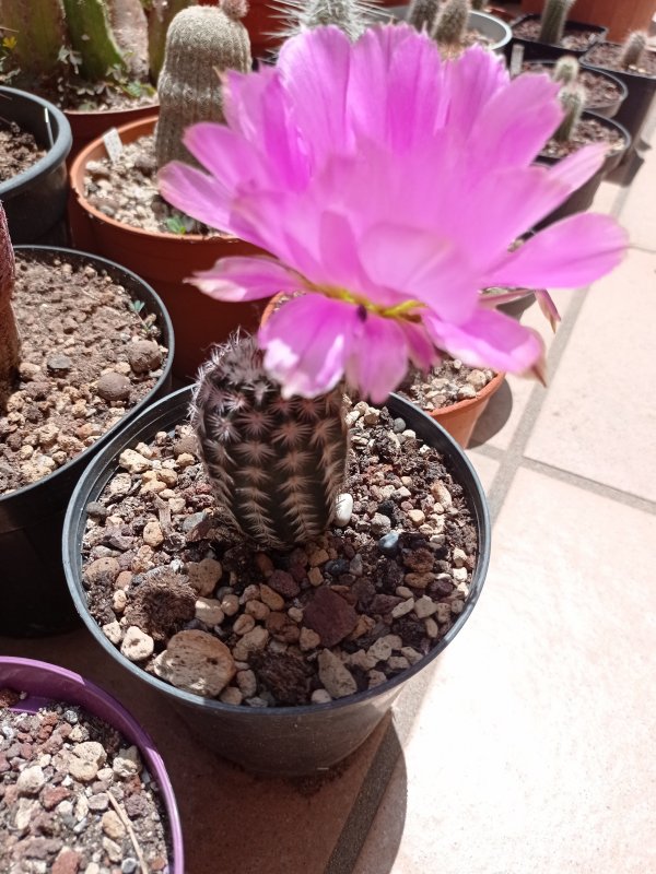 Echinocereus fitchii ssp. armatus 