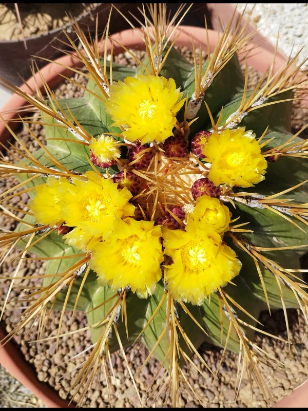 Ferocactus alamosanus 