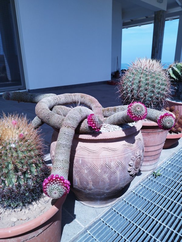 Mammillaria matudae v. serpentiformis 