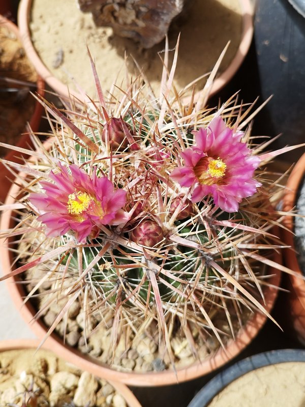 Ferocactus fordii 