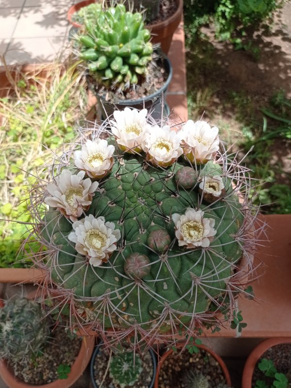 Gymnocalycium saglionis 