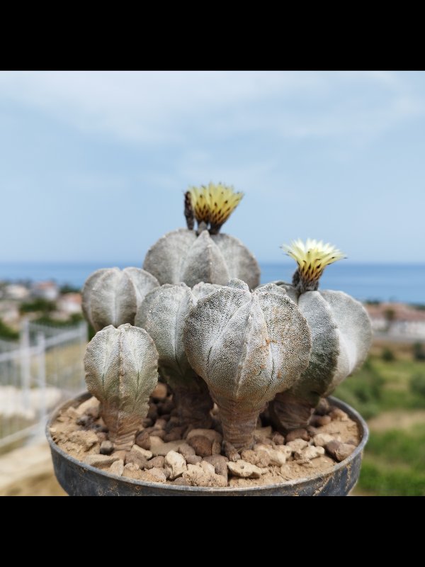 Astrophytum myriostigma v. columnare 