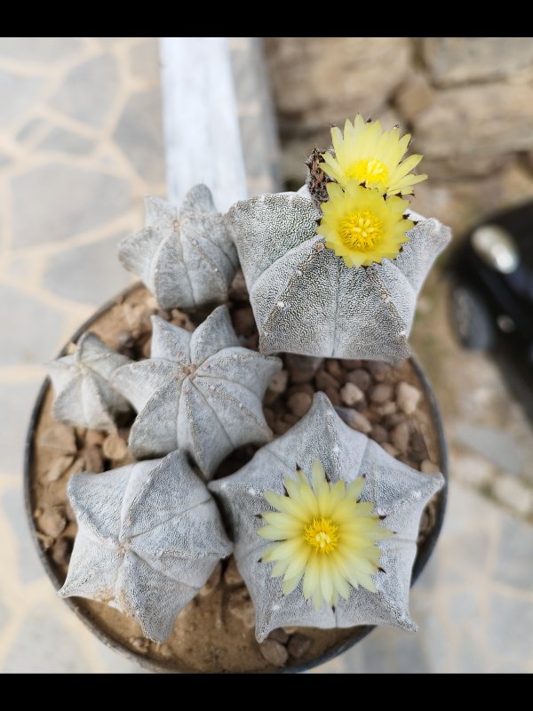 Astrophytum myriostigma v. columnare 