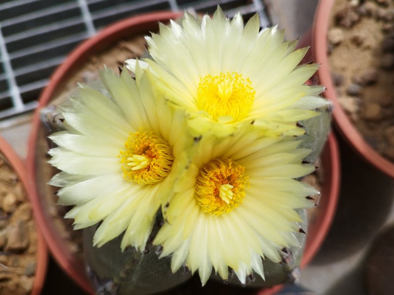 Astrophytum myriostigma v. nudum 