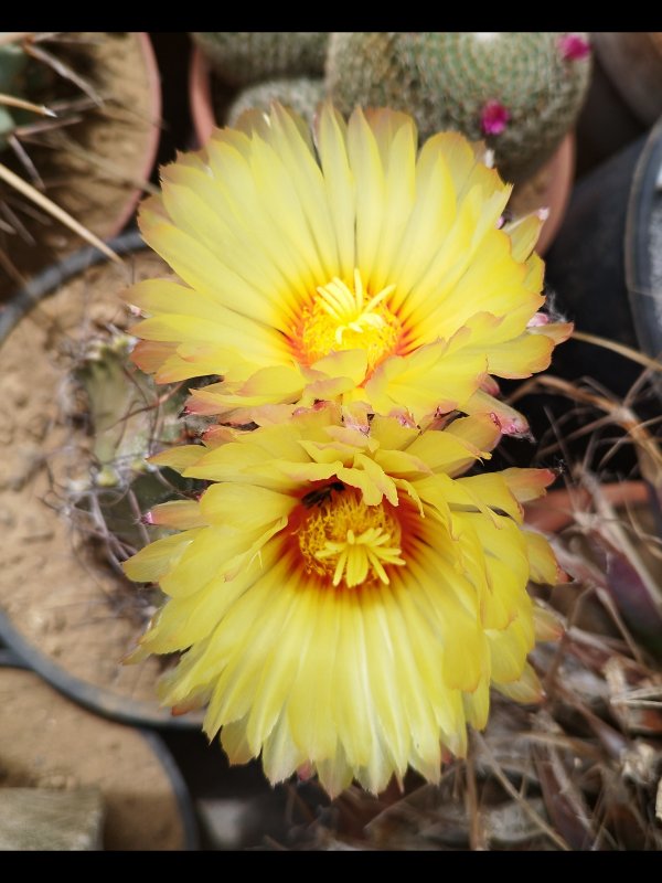 Astrophytum capricorne 