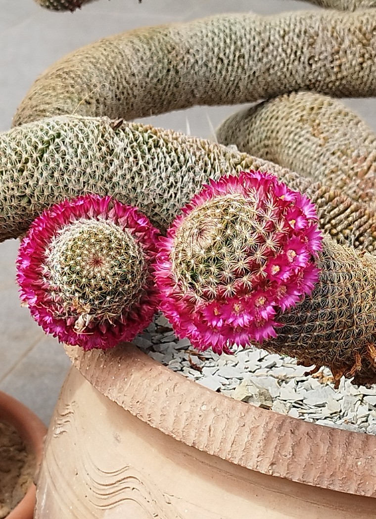 Mammillaria matudae v. serpentiformis 