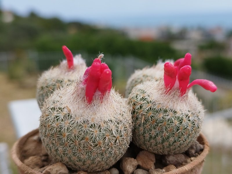 Epithelantha micromeris ssp. pachyrhiza 