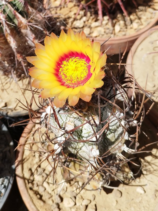 Astrophytum capricorne v. crassispinum 