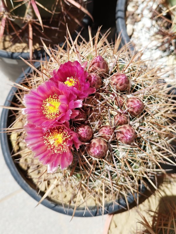 Ferocactus fordii v. grandiflorus 