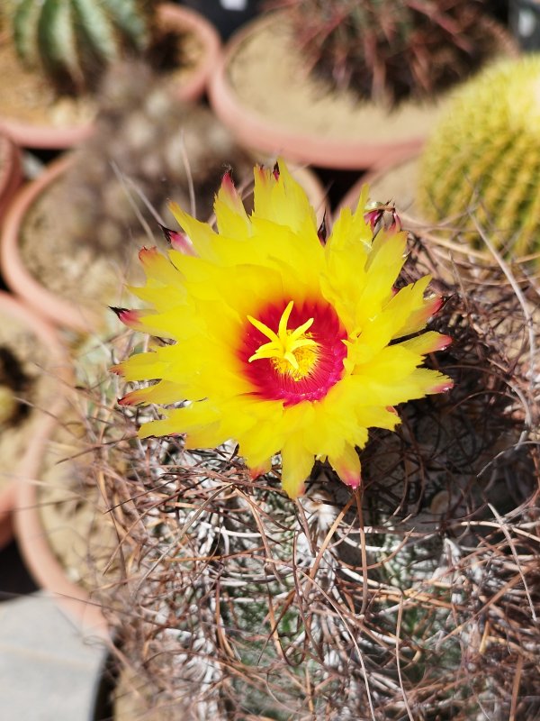 Astrophytum capricorne v. niveum 