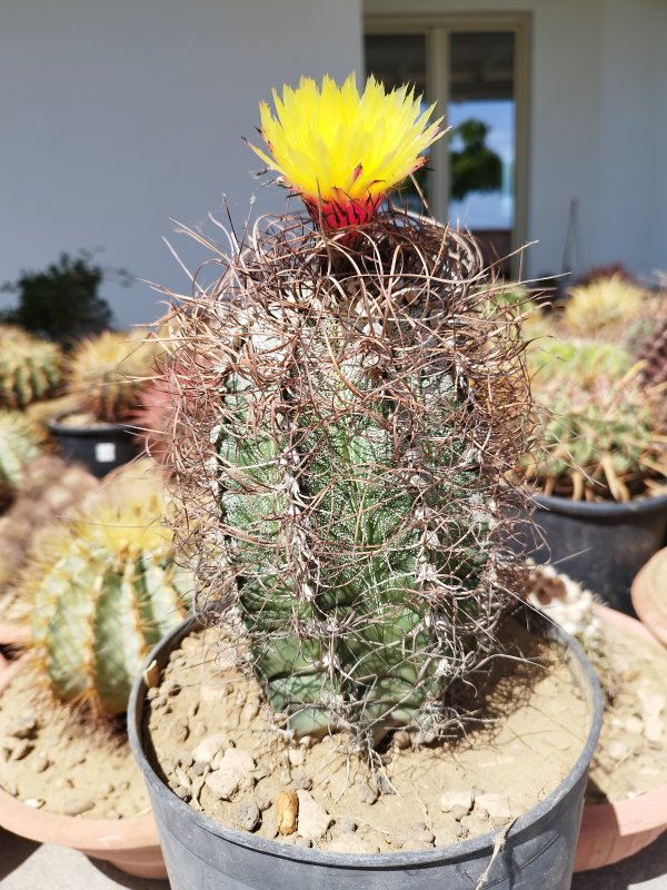 Astrophytum capricorne v. niveum 