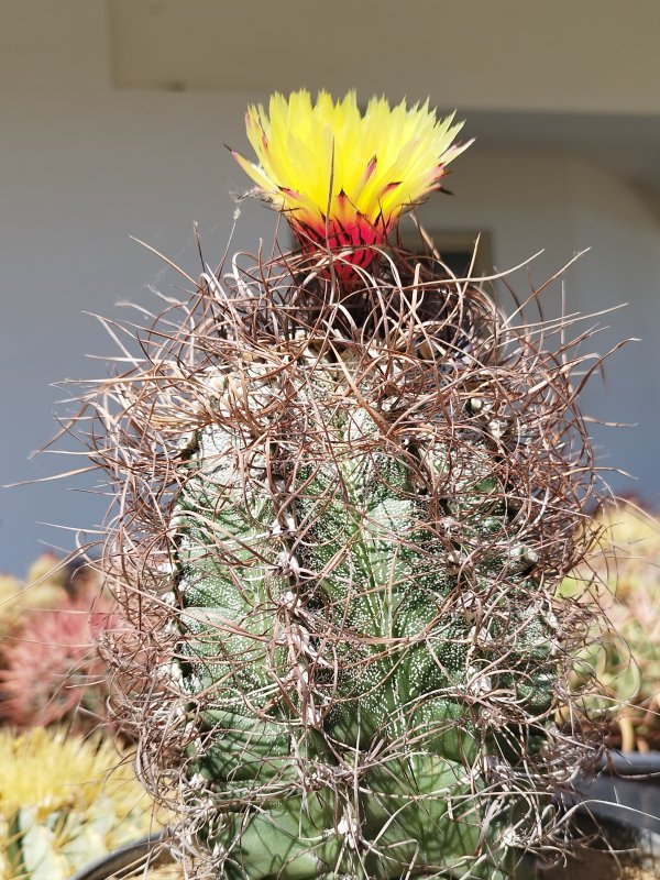 Astrophytum capricorne v. niveum 