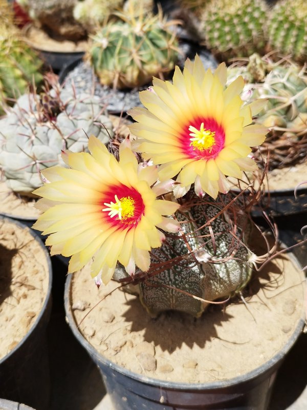 Astrophytum capricorne 