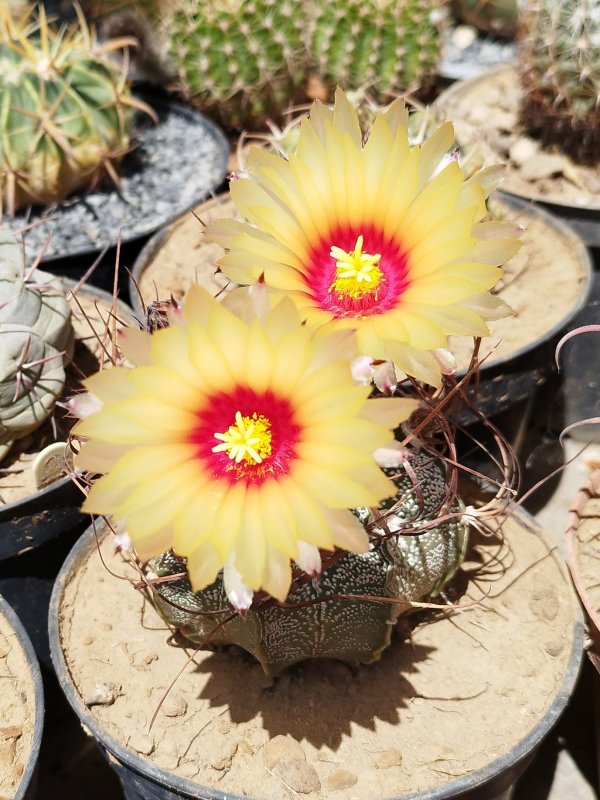 Astrophytum capricorne 