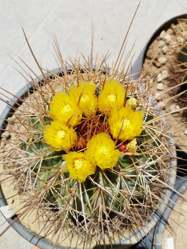 ferocactus alamosanus