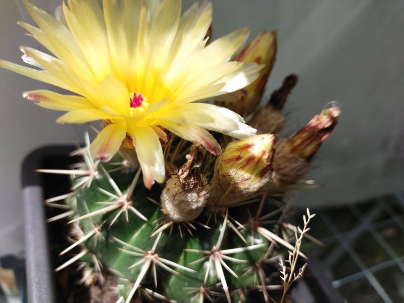 Notocactus submammulosus 