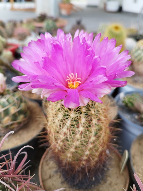 thelocactus bicolor v. flavidispinus