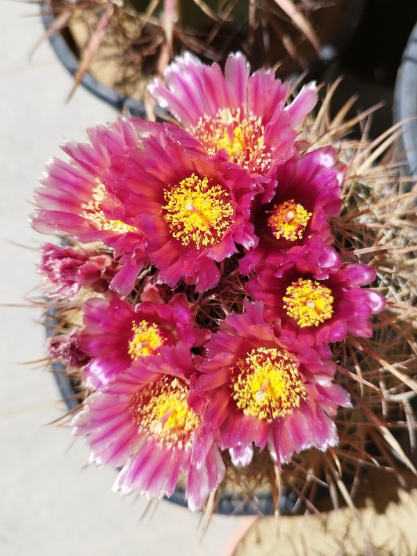 ferocactus fordii v. grandiflorus