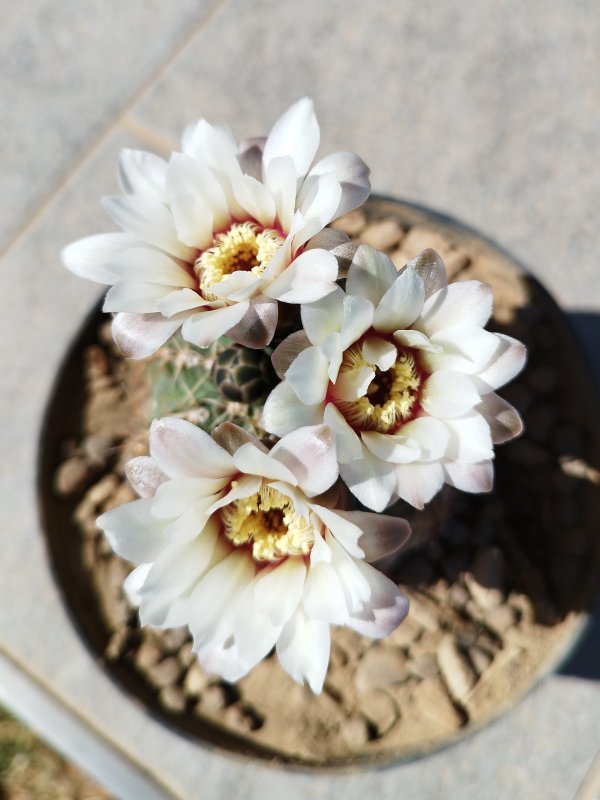 Gymnocalycium quehlianum 