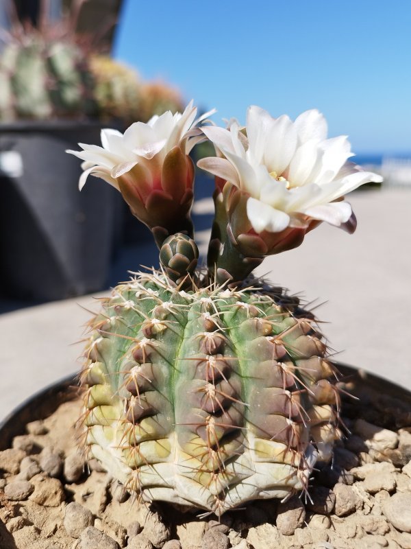 Gymnocalycium quehlianum 