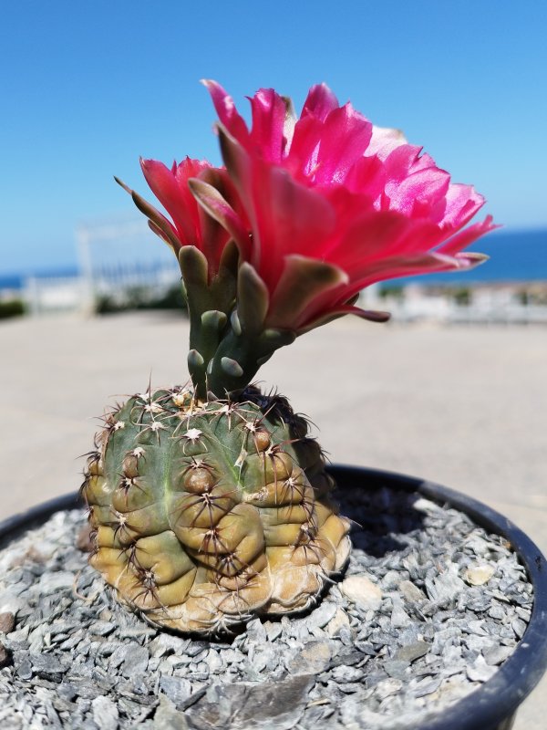Gymnocalycium baldianum 