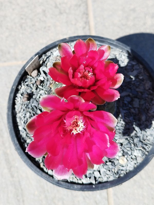 Gymnocalycium baldianum 