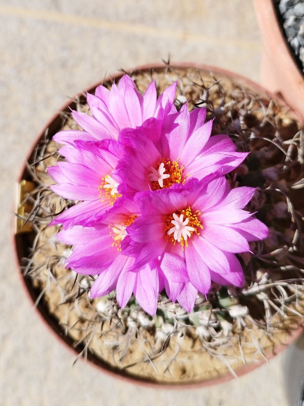 Turbinicarpus alonsoi 