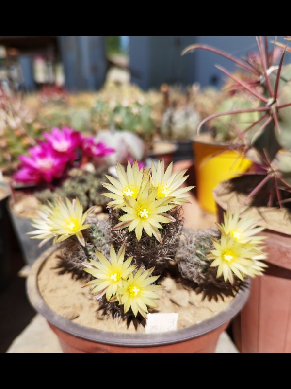 Turbinicarpus krainzianus ssp. minimus 