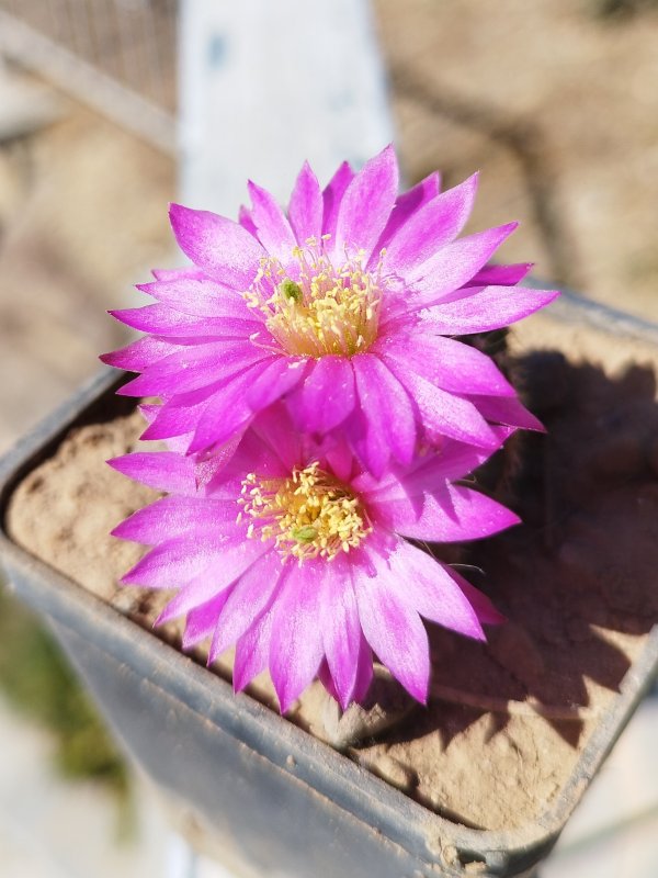 Echinocereus pulchellus ssp. acanthosetus 