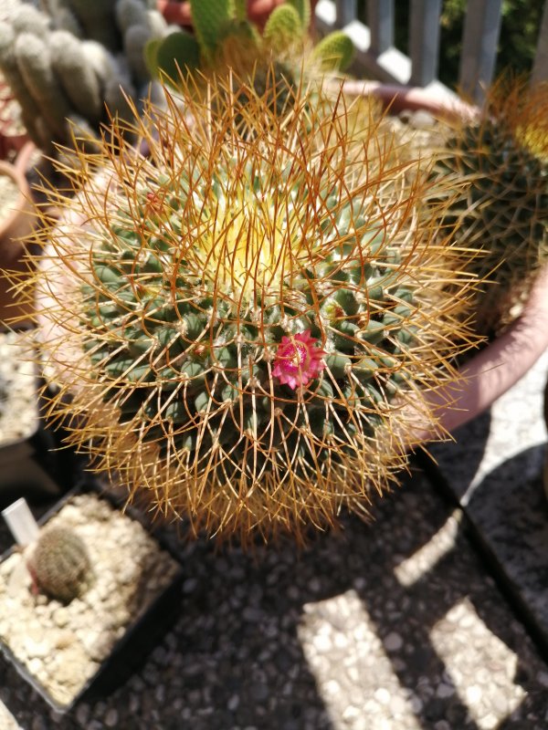 mammillaria tetracantha v. galeottii