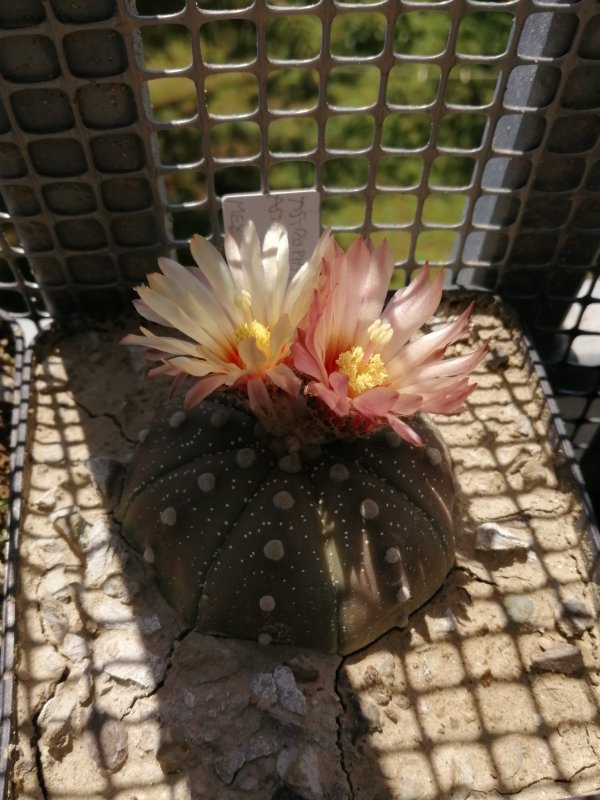 Astrophytum asterias 