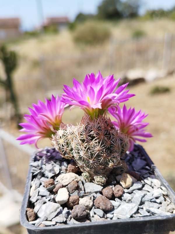 Escobaria minima 