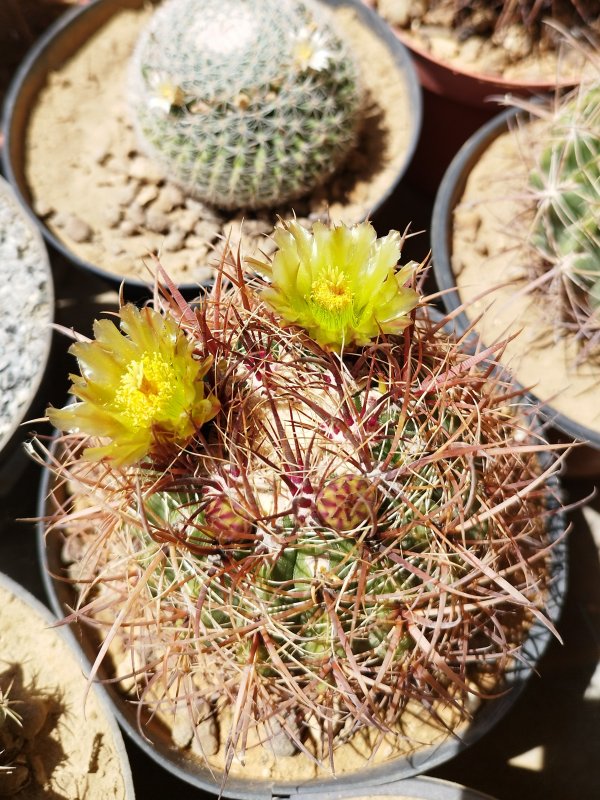 Ferocactus viridescens ssp. littoralis 