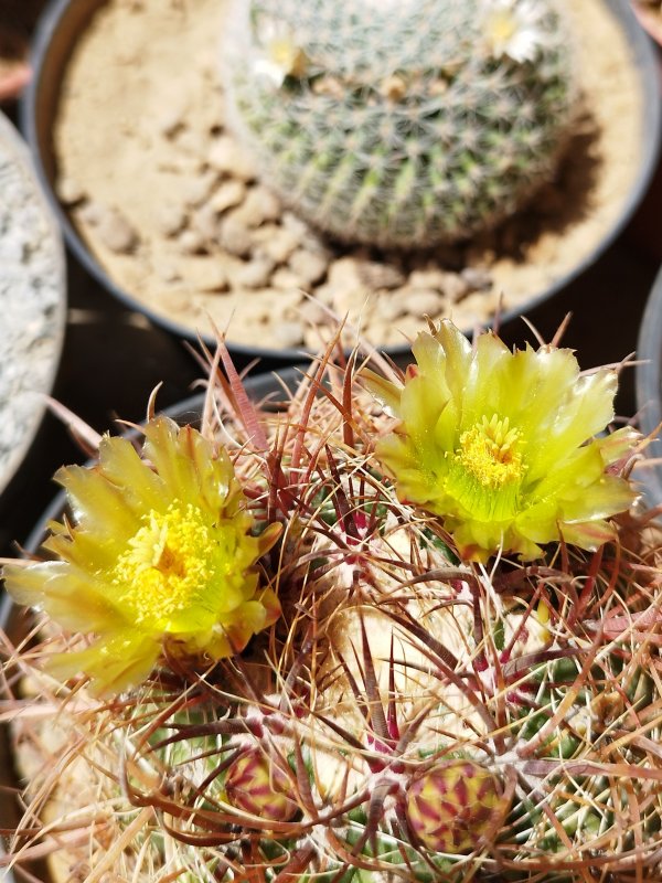 Ferocactus viridescens ssp. littoralis 