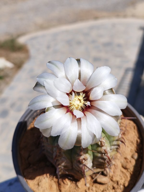 Gymnocalycium vatteri 