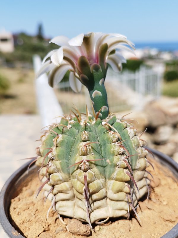 Gymnocalycium vatteri 