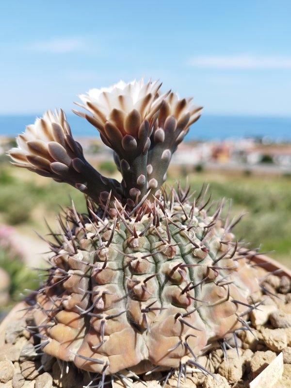 Gymnocalycium bodenbenderianum 