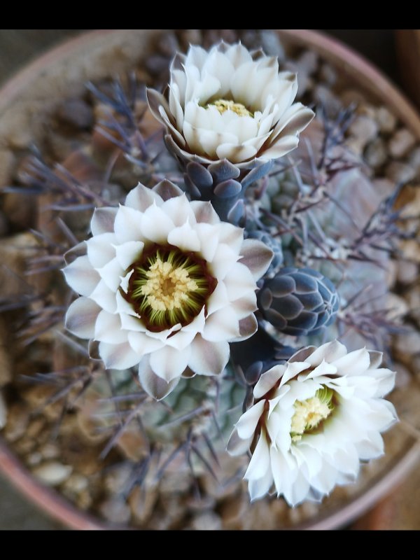 gymnocalycium bodenbenderianum