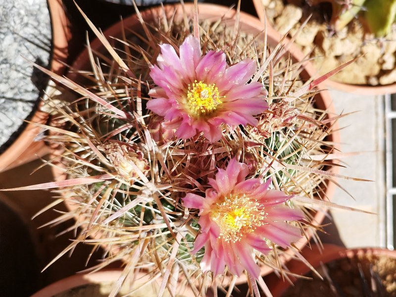 Ferocactus fordii 