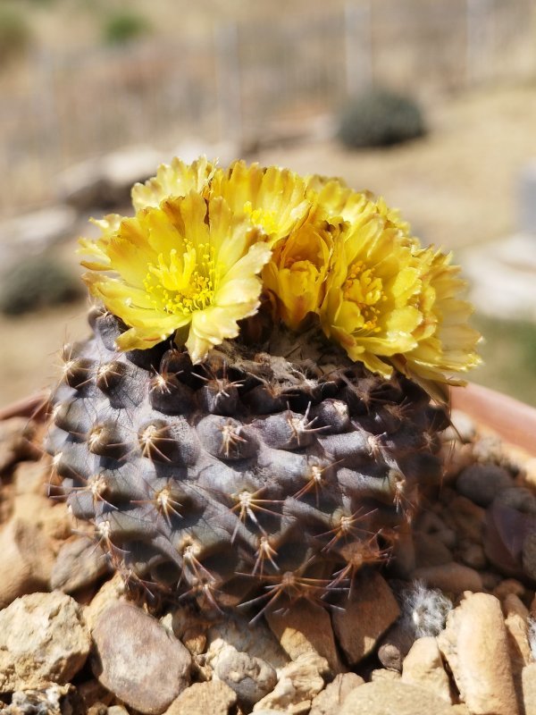 Copiapoa tenuissima 