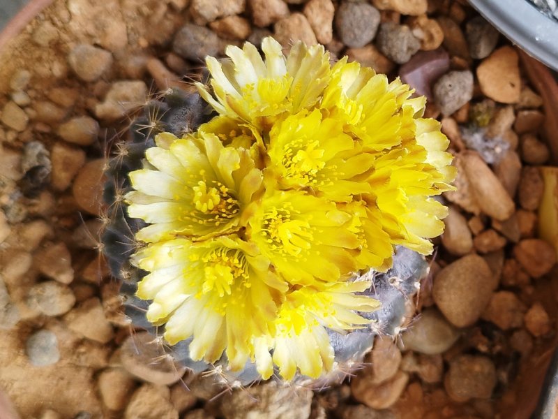 Copiapoa tenuissima 